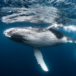 Qué significa soñar con ballenas