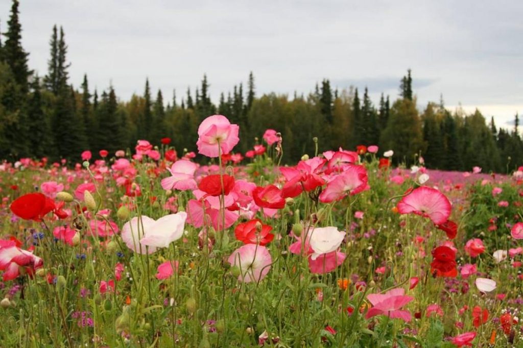 Qué significa soñar con un campo de flores